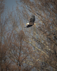 Bald eagle fishing on reelfoot lake state park in Tennessee
