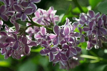 Syringa vulgaris 'Sensation' or lilacs with purple flowers and white edge in sunlight