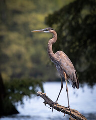 Blue Heron on Reelfoot lake in Tennessee during the summer