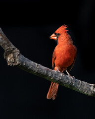 Cardinal on Reelfoot lake in Tennessee during the summer