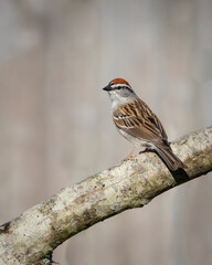 Birds  - Chipping Sparrow, Reelfoot Lake State Park, Tennessee during summer