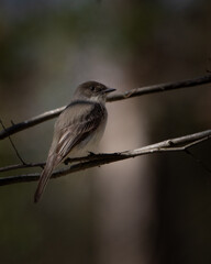 Eastern Phoebe at Hatchie national wildlife refuge in Tennessee