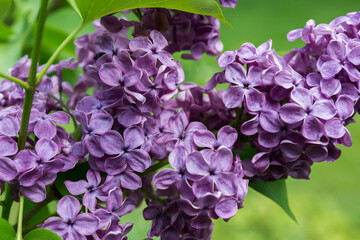 purple Syringa vulgaris or common lilac on a green ground