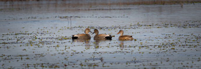 Ducks & Geese - Gadwall, Wheeler National Wildlife Refuge, Alabama