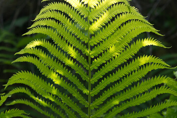 fern leaf up close (relatively) under shady conditions and spotted by sunlight