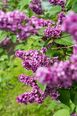 pink-violet Syringa vulgaris or common lilac blossoms in the park