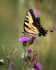 Butterfly - Eastern Riger Swallowtail - Cunningham Falls State Park, Maryland