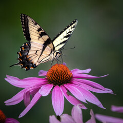 Butterfly - Eastern Riger Swallowtail - Cunningham Falls State Park, Maryland