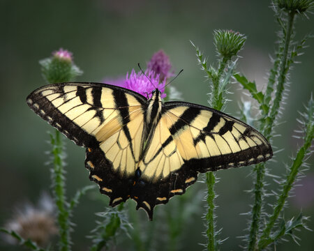Butterfly - Eastern Riger Swallowtail - Cunningham Falls State Park, Maryland