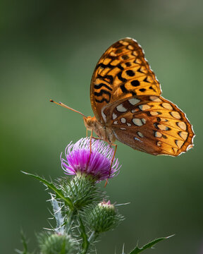 Butterfly - Great Spangled Fritilary, Bears Den, Virginia