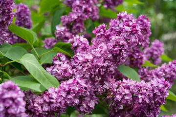 Syringa vulgaris or common lilac blossoms