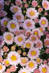 pink chrysanthemum bush blooms in the garden, close-up, sunny day