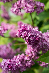 Syringa vulgaris or common lilac close up