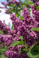 robust lilac flowers in the garden