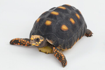 Obraz premium Red-footed tortoise Chelonoidis carbonaria isolated on white background 