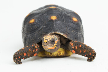 Red-footed tortoise Chelonoidis carbonaria isolated on white background

