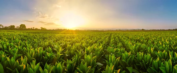 Plexiglas foto achterwand Landschap Panoramisch uitzicht op tabaksvelden bij zonsondergang op het platteland van Thailand, gewassen in de landbouw, panorama © lamyai