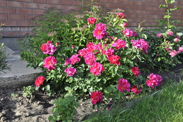 Fototapeta na wymiar Blooming rose flowers. Roses in the garden. 