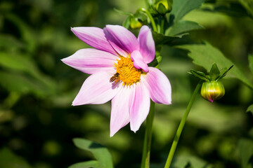 pink and white flower