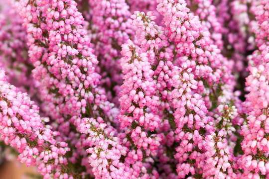 blooming pink heather in the garden, closeup, floral background