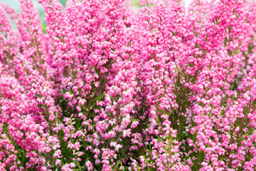Obraz na płótnie Canvas blooming pink heather in the garden, closeup, floral background