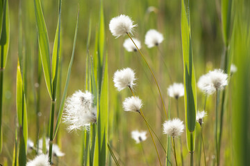 White and green © Marcin