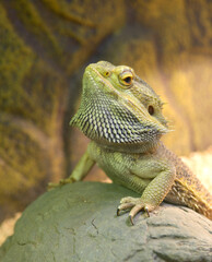 Lizard Central bearded dragon Pogona vitticeps sitting on a stone in a terrarium