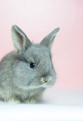 Beautiful baby bunny rabbit looking playfully. Pink background, large copy space