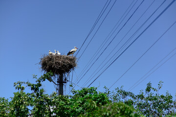 White stork with nestlings sits high in a nest on electric pole. Symbol of fertility. Blue sky background.