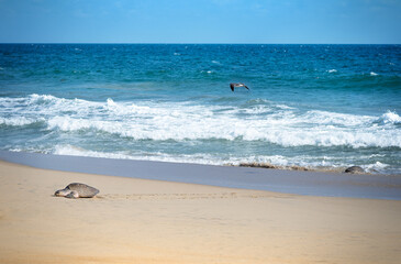 Obraz premium Turtle nesting on beach. Wildlife protection conservation. Mexico, Ocean 