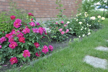 Fototapeta na wymiar Blooming rose flowers. Roses in the garden. 