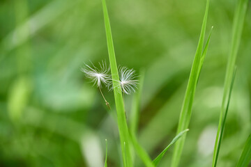 Soft focus. Two fluffy white dandelion seeds flying in wind fell into green grass of earth. Wind...