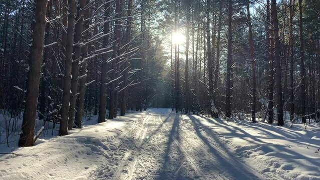Sunlight through the trees in the forest. Snow trees and a cross-country ski trail. Beautiful and unusual roads and forest trails. Beautiful winter landscape. The trees stand in a row
