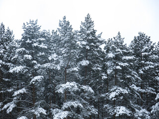 fluffy snow-covered pine trees stand like a wall against the gray sky