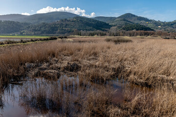 Panoramic view of the natural reserve Bosco di Tanali in the marshes of Bientina, Pisa, Italy