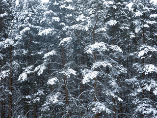 fluffy snow-covered pine trees stand like a wall against the gray sky