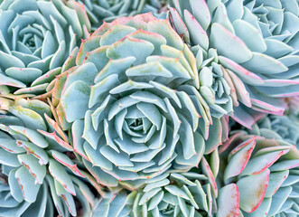 Succulent Echeveria Flower House plants Top view background