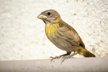 Obraz premium The land canary, Sicalis flaveola calf. Canário da terra filhote.