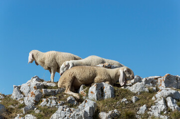 sheep on a mountain