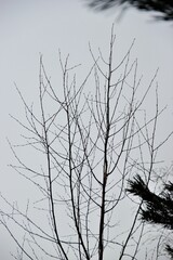 Fototapeta premium branches of a tree