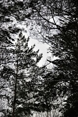 Fototapeta premium silhouette of a tree