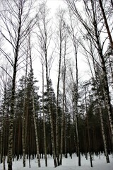 forest in winter