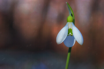 Beautiful white snowdrop in early spring against homogenous background