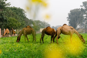 camels eating grass in field