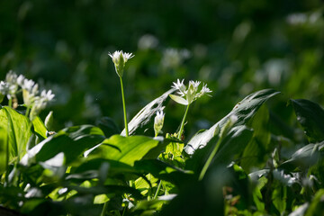 Bärlauch Blüte im Wald