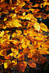 golden leafs