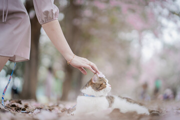 white brown scottish cat travel outdoor with pink flower in springtime season