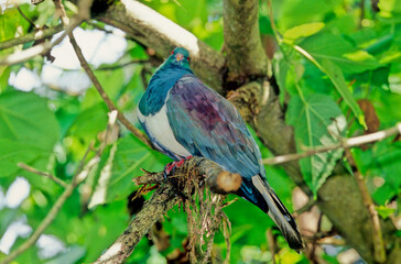 The common wood pigeon Columba palumbus is a large species in the dove and pigeon family Columbidae, native to the western Palearctic.