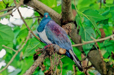 Fototapeta premium The common wood pigeon Columba palumbus is a large species in the dove and pigeon family Columbidae, native to the western Palearctic.