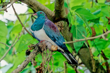 The common wood pigeon Columba palumbus is a large species in the dove and pigeon family Columbidae, native to the western Palearctic.